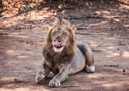 Lion resting in the shadows in the Lower Zambezi National Park in Zambia.